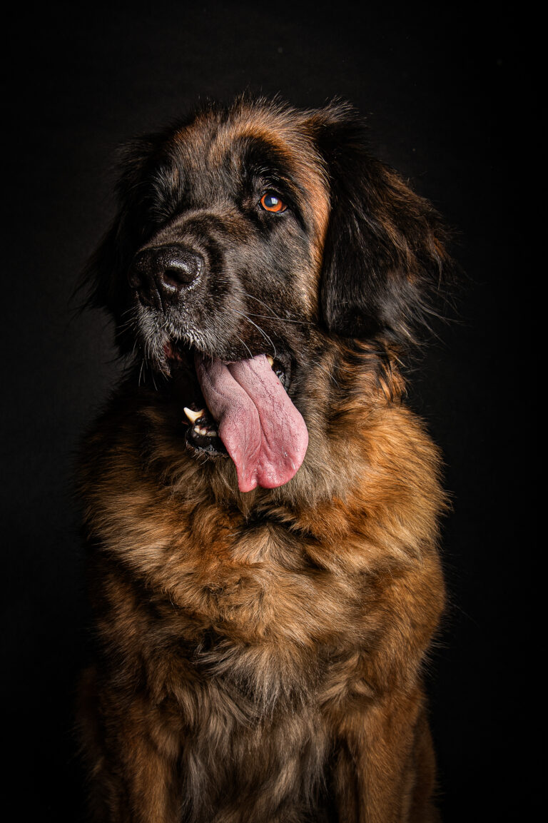 Séance Animalière dsc2883hd 2