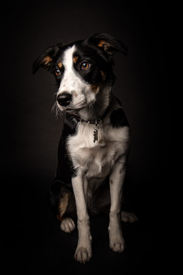 Séance Animalière dsc2986hd 2