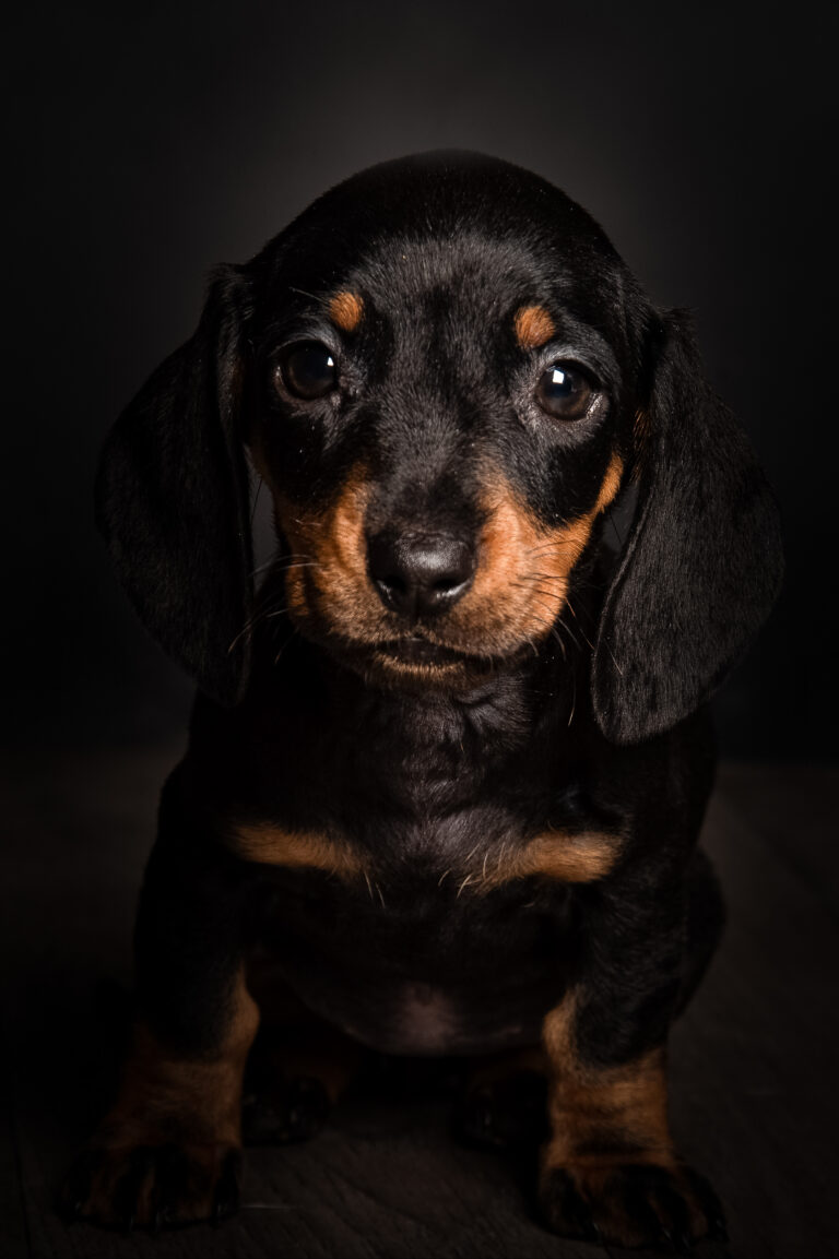 Séance Animalière dsc3519hd 2