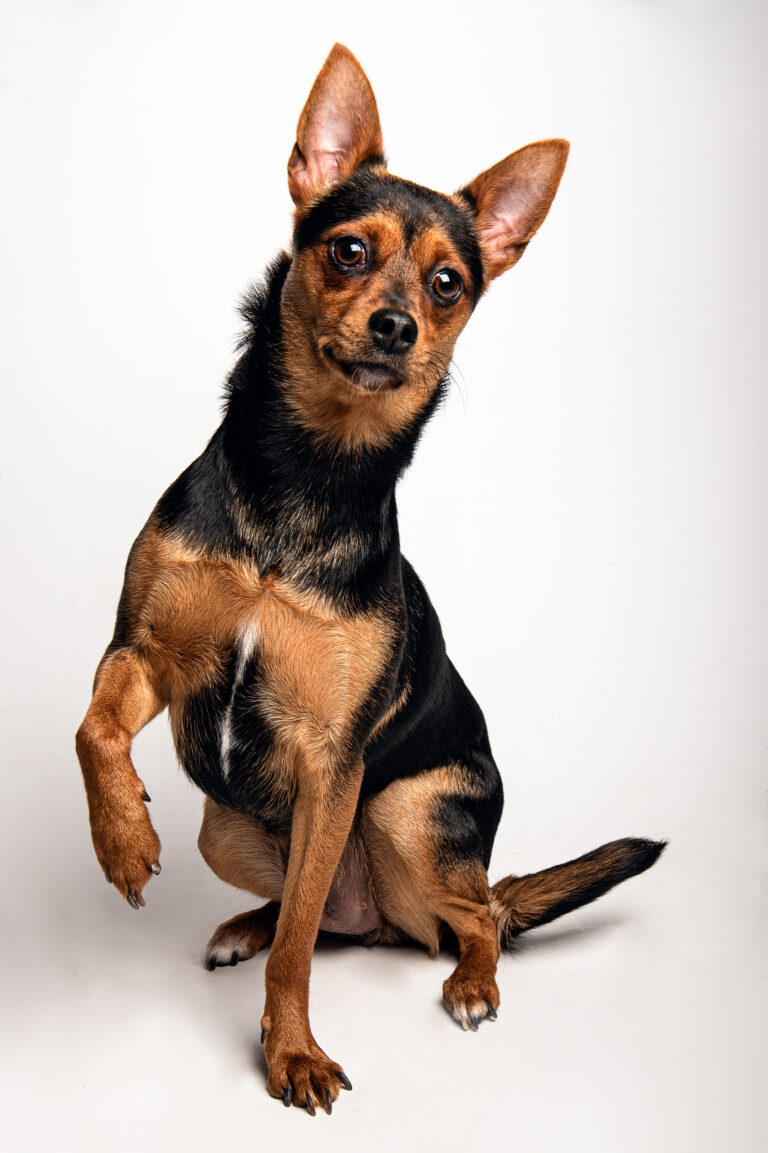 Séance Animalière dsc3667hd 2