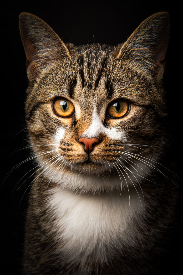 Séance Animalière dsc3734hd 2