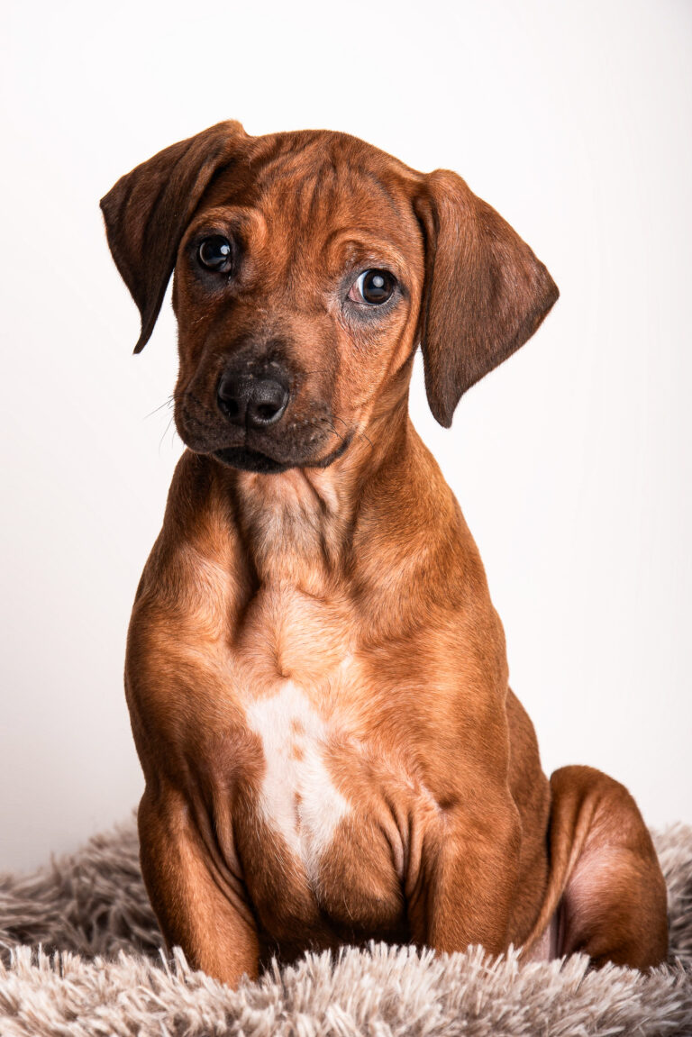 Séance Animalière dsc 4635 2